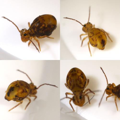 Dicyrtomina ornata